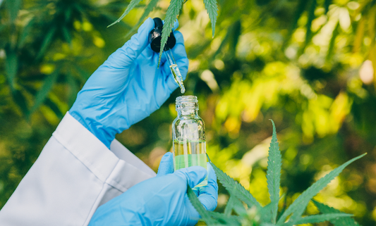 Unveiling the Remarkable Advances in Medical Marijuana: Pioneering the Path to Wellness